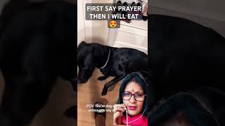 Dog knowsdo pray to god before eating 🥰 how cute this dog isdog funny pets shorts cute [upl. by Eggett]