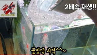 금붕어 단정 물맞댐 시작입양기 제넥스놀이터물생활TV 반려동물TV반려견달팽이물고기 물생활 [upl. by Ednutey]