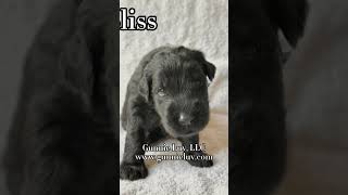 Giant Schnoodle puppies available We are taking deposits contactgunnieluvcom [upl. by Ayat504]