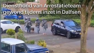 Diensthond van Arrestatieteam gewond tijdens inzet [upl. by Okajima774]