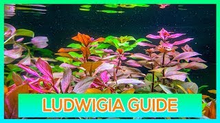 LUDWIGIA REPENS OVALIS SP RED  EASY STEM AQUARIUM PLANT GUIDE [upl. by Isiad]