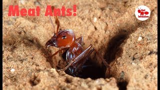 Iridomyrmex purpureus Meat Ants [upl. by Ilene]