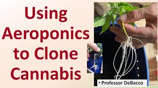 Using Aeroponics to Clone Cannabis [upl. by Thisbee]