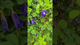 Shankupushpam  Butterfly pea flowers [upl. by Otrebtuc]