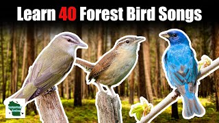 Learn 40 Forest Bird Songs and Calls Eastern United States [upl. by Ehcropal]