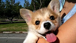 Cutest Corgi Puppies Compilation NEW [upl. by Enileda]