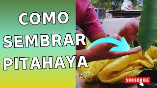 ¿ COMO SEMBRAR pitahaya [upl. by Madonia]