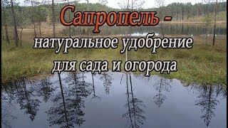 Сапропель  натуральное удобрение для сада и огорода [upl. by Byrd202]