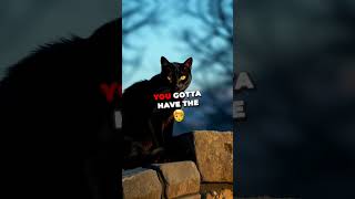 Telepathic Black Cats EXPOSED The Shocking Truth About Pet Vibes [upl. by Eelyak]