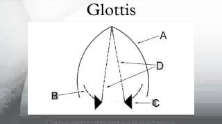 Glottis [upl. by Gnoc]