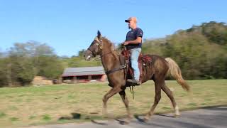 Registered Rocky Mountain Gelding For sale Gamblers Morning Breeze [upl. by Ellenej732]