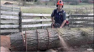 HUSQVARNAS BEST CHAINSAW MODEL EVER 372XP BUCKING BIG TREE [upl. by Santoro779]