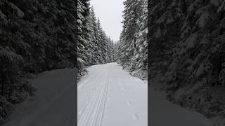 Cross country skiing in Norway crosscountryskiing snow norway [upl. by Maurreen]