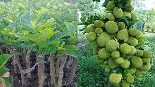 Jackfruit approach grafting budding jackfruit [upl. by Icyak]