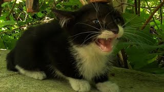 Tiny But Angry Kitten Scaring a Grown Cat by Meowing and Hissing [upl. by Zebedee]