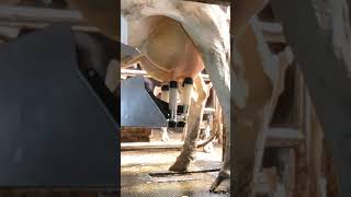 Robotic milking fullwood JOZ merlin M2 [upl. by Haerb]