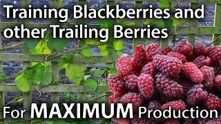 How to Train Blackberries and other Trailing Berries for Maximum Yields [upl. by Alaik]