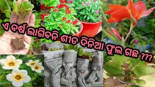 ଏଥର ଶୀତ ଦିନିଆ ଫୁଲ ଗଛ ମାନଙ୍କ ପାଇଁ କଣ କରୁଛି ନୁଆwinter plants keliye tayari joro soro se ho rahe hai [upl. by Venice]