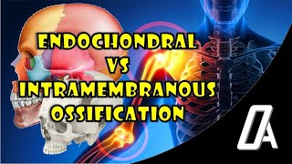 Endochondral vs Intramembranous Ossification  Growth amp Development  Orthodontic Atheneum [upl. by Aicina427]