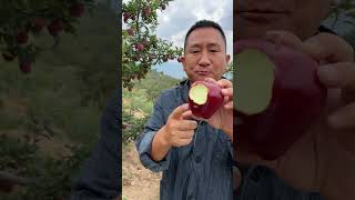 Wow amazing picking apple from the farm natural life natural carberry shortvideo [upl. by Einohtna]