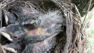 AMERICAN ROBIN FROM EGG TO HATCHING AND LEAVING NEST [upl. by Mallin984]