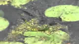 Larry Dahlbergs River2Sea Series Clackin Crayfish amp Diver Frog [upl. by Nnaassilem]