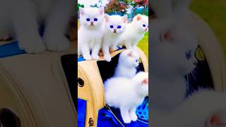 Subscribe so cute cat cute kitten catlover viral youtube trending youtubeshorts [upl. by Adorne]