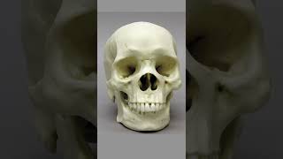 Identifying Human Ancestry Through Skull Shapes antropologia antropology [upl. by Oludoet]