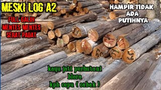 Beda Kasta😎Meski kayu kecil full galih Tidak ada putihnyakayu Jati TPK BloraIndonesianTeak Wood [upl. by Aerdnat]