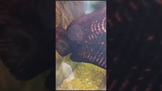 Arapaima gigasincrível aquariojumbo [upl. by Oderfliw]