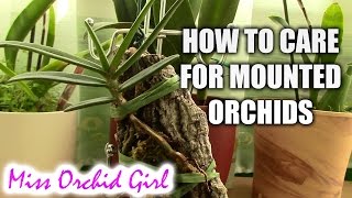 How to care for mounted orchids [upl. by Ramel805]