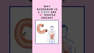 Why duodenum is a fixed and ‘C’ shaped organ Anatomy of duodenum shorts duodenumanatomy [upl. by Aelgna295]