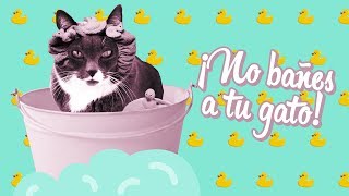 ¿Por qué NO debes bañar a tu gato ¿Puede enfermar 🙀 [upl. by Yeknarf]