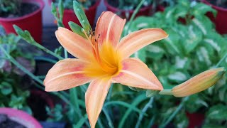 Best Summer Lily  Care of Daylily  How to Grow and Care Daylily Plant  Fun Gardening [upl. by Ahsocin]