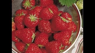 How To Plant Strawberry Plants For Large Juicy Berries [upl. by Baiel]