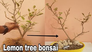 Lemon tree bonsai  How to make bonsai lemon bonsai [upl. by Eras872]