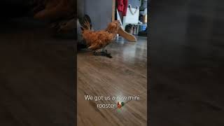 mille fleur duccle rooster chickens rooster cute [upl. by Eillib]