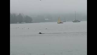 English Bay Pinniped [upl. by Peterec242]