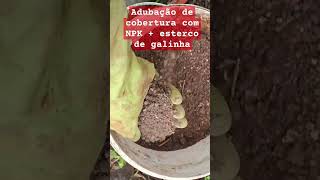 ADUBAÇÃO DE COBERTURA NPK  ESTERCO DE GALINHA roça hortalicas garden agricultura [upl. by Newfeld]