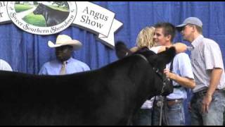 National Junior Angus Show  2009 Steer Show  Sure Champ [upl. by Trebreh]