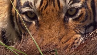 Rare Tiger vs Boar Fight  BBC Earth [upl. by Htir]