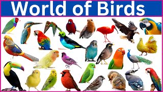 Meet 220 Incredible Colorful Birds with Names Images and Videos [upl. by Aleahcim]