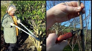 Easy Sambucus  Elder Pruning  annual prune amp rejuvenating pruning [upl. by Lilac847]