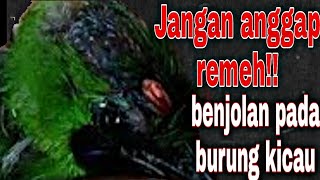 Pembedahanoperasi kecil pada burung cucak ijo yang mengalami benjolansnot mata [upl. by Brendis]