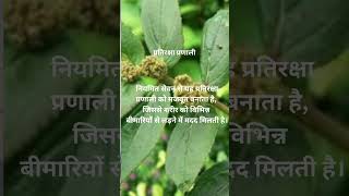 Dudhi Grass A Ramban Remedy for Many Diseases moerveda [upl. by Ttenneb]