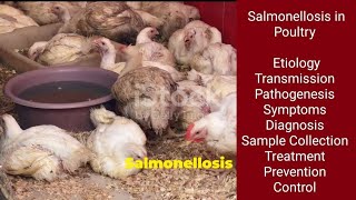 Salmonellosis in Poultry salmonella poultryfarming poultrydisease [upl. by Shelburne975]