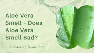 Aloe Vera Smell – Does Aloe Vera Smell Bad [upl. by Eyssej]