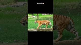 animal  Tiger is attacking mood 😱🐅 shorts tiger viralvideo trending tigersound ytshort [upl. by Nayrb420]