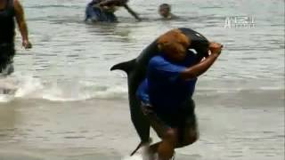 Blood Dolphin Dolphin Trade in the Solomon Islands SD [upl. by Aikemahs]