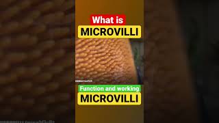 What is Microvilli [upl. by Ellekram768]